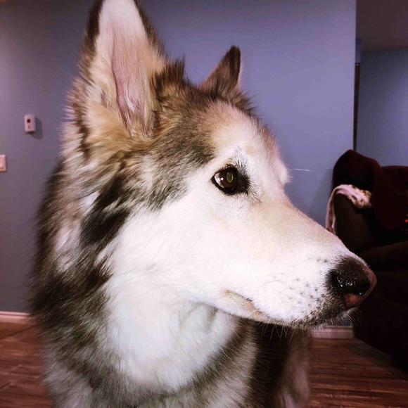 Meet your Posher, Alana - Picture 1 of 1